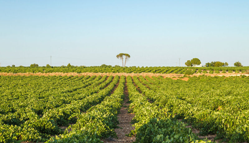Rows of vines in a vineyard on a sunny day.