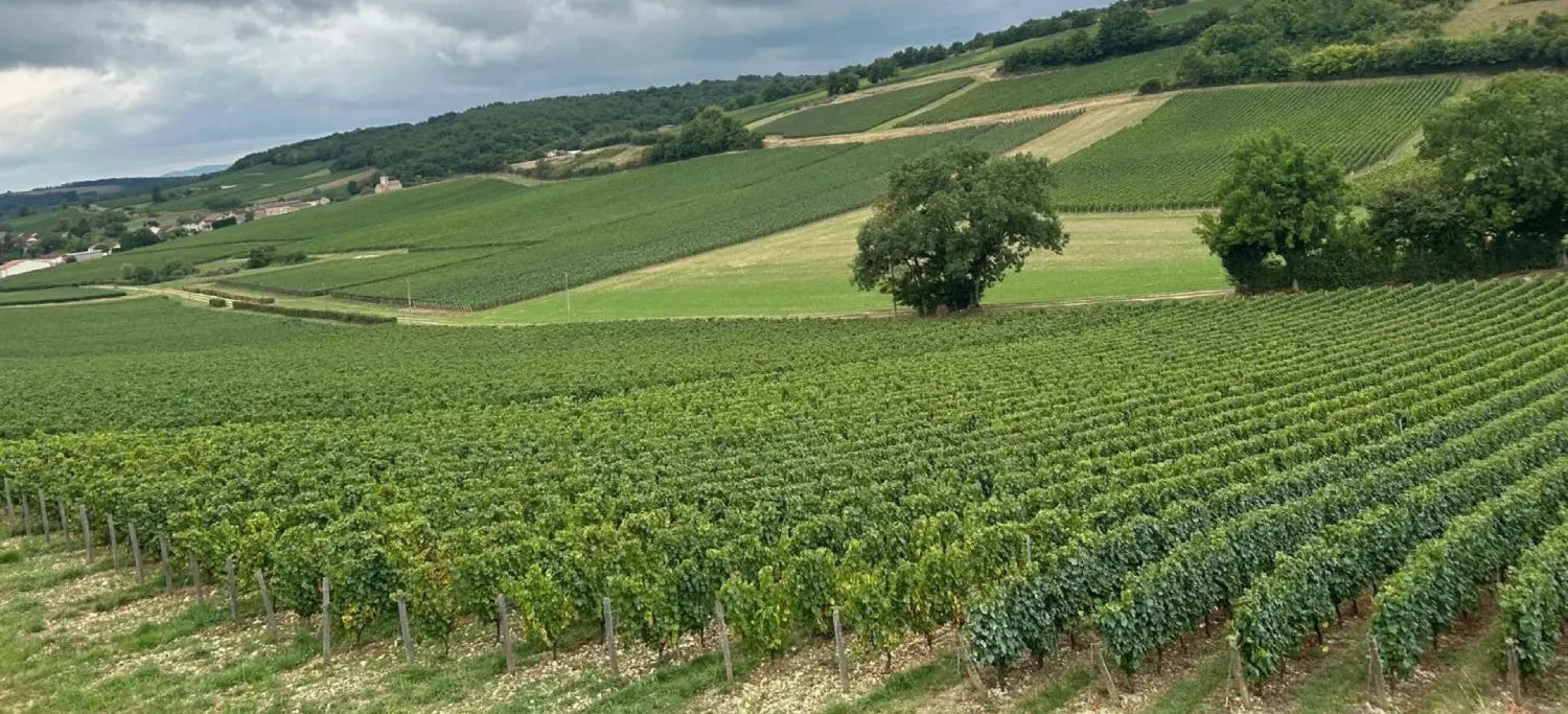 World Unique Wine Making Technique.