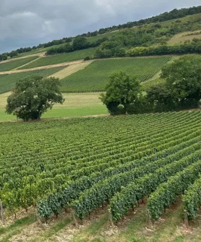 World Unique Wine Making Technique.